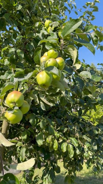 This and horses @luluislandfarm 💚